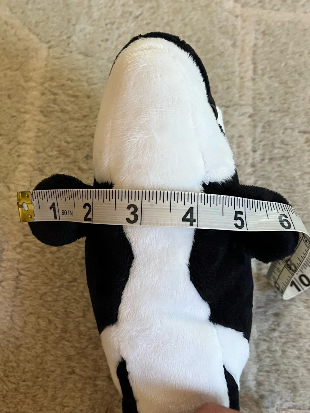 Douglas Spout Orca Whale